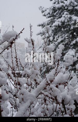 Flocons de neige et neige sur fleurs d'abricot au printemps Banque D'Images