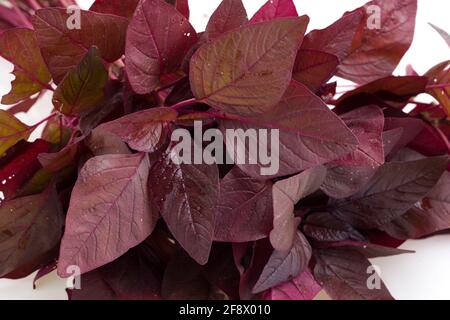 Spinach rouge ou Amaranth rouge, un bouquet d'amaranthus frais de ferme disposés sur un fond de clolus blanc Banque D'Images