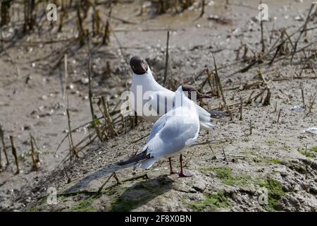 Goélands à tête noire (Larus ridibundus) en association avec le printemps 2021 et la saison de reproduction brun chocolat foncé tête de la nuque gris pâle et du plumage blanc Banque D'Images