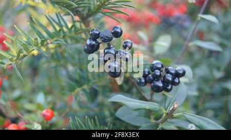 Grappe de baies privées sauvages sur une branche arbustive Banque D'Images