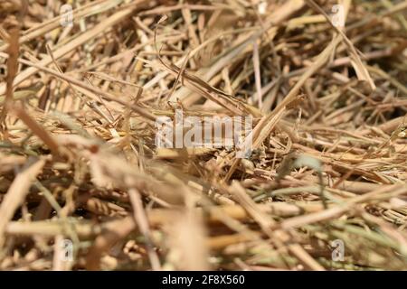 Vue en gros plan du champ de blé brun. Image à mise au point sélective. Banque D'Images