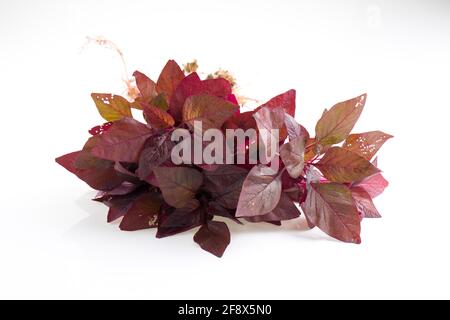 Spinach rouge ou Amaranth rouge, un bouquet d'amaranthus frais de ferme disposés sur un fond de clolus blanc Banque D'Images