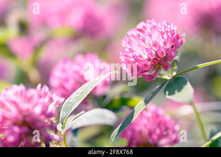 Trèfle fleurs dans l'arrière-plan du champ. Herbe sauvage médicinale en fleurs. Groupe d'inflorescence du trèfle dans le pré. Banque D'Images