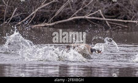 Une Bernache du Canada (Branta canadensis) pourchassant une autre espèce dans l'eau avec la bouche ouverte et la langue qui dépasse. Banque D'Images