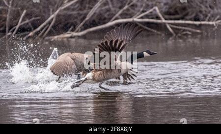 Une Bernache du Canada (Branta canadensis) pourchassant une autre OIE alors qu'elle s'en prend dans l'eau. Banque D'Images