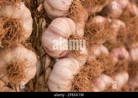 Ail frais et frais, frais et mûr, épice, plat végétarien à la suite. Groupe de condiment suspendu allium sativum veggie nutrition pour la phytothérapie. Délicieux hea Banque D'Images