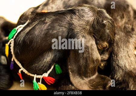 Un veau de chèvre noir est assis et dort dans l'arrière-cour à la maison Banque D'Images