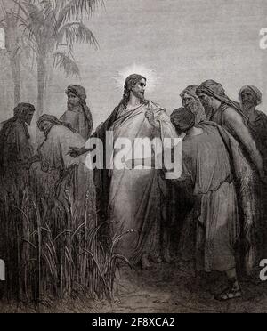 Jésus-Christ dans un champ de maïs les disciples ont commencé à manger le maïs et les pharisiens ont demandé pourquoi faites-vous ce qui est interdit Jésus dit 'le fils Banque D'Images