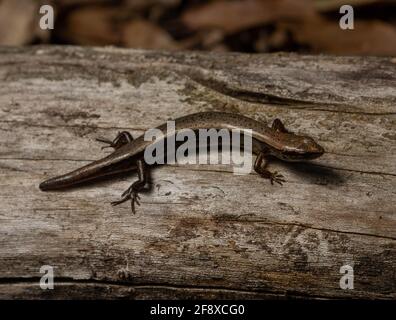 Little Brown Skink (Scincella lateralis) de Jefferson Parish, Louisiane, États-Unis. Banque D'Images