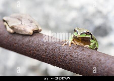 La grenouille d'arbre du Moyen-Orient, Hyla savignyi, sur une barre d'acier Banque D'Images