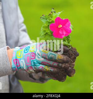 Le jardinier tient entre les mains pétunia plantule avec fleur rose, photo de gros plan avec mise au point sélective Banque D'Images