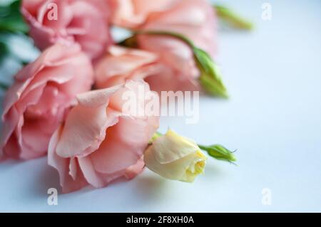 Belle fleur rose d'eustoma (lisianthus) en pleine floraison avec des feuilles vertes. Bouquet de fleurs sur fond blanc. Mise au point douce. Banque D'Images