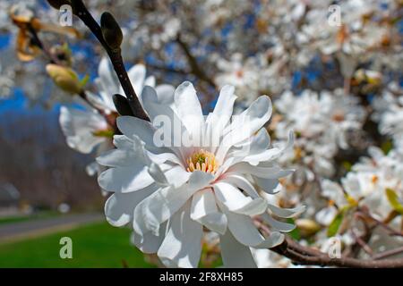 Gros plan de la fleur de magnolia qui est dans son premier, sans sécheresse ou des bords brûlés autour des pointes de pétale Banque D'Images