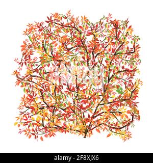 Ivy avec des feuilles d'automne colorées. Une plante d'épandage isolée sur un fond blanc. Illustration. Illustration de Vecteur