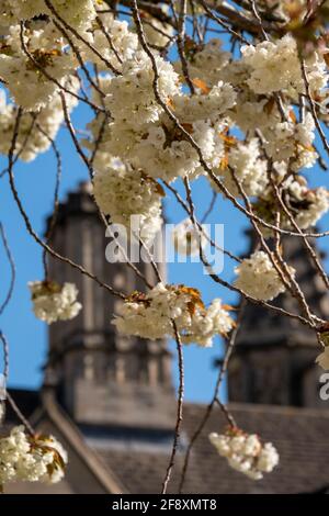 Arbre à fleur blanche en pleine floraison. Photographié lors d'une journée de printemps à l'extérieur de St Swithun's College, Université d'Oxford, Oxfordshire, Royaume-Uni. Banque D'Images