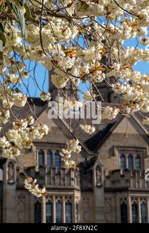 Arbre à fleur blanche en pleine floraison. Photographié lors d'une journée de printemps à l'extérieur de St Swithun's College, Université d'Oxford, Oxfordshire, Royaume-Uni. Banque D'Images