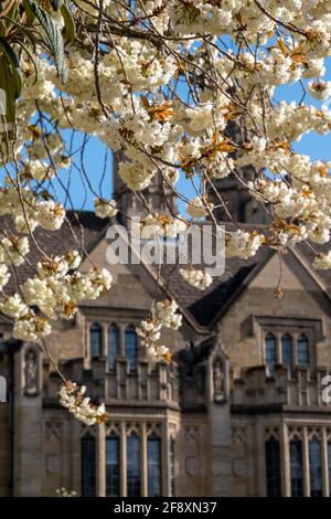 Arbre à fleur blanche en pleine floraison. Photographié lors d'une journée de printemps à l'extérieur de St Swithun's College, Université d'Oxford, Oxfordshire, Royaume-Uni. Banque D'Images