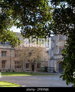 Arbre en fleur dans le quartier de St John's Quad sur le campus de Magdalen College, Université d'Oxford, Royaume-Uni. Banque D'Images