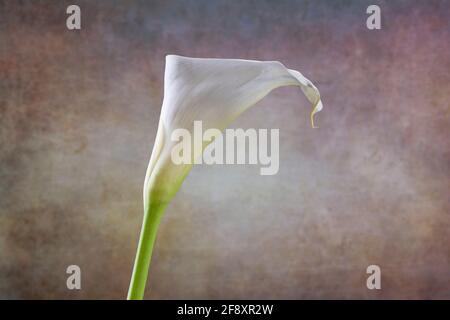 WA19369-00 - Calla Lily Banque D'Images