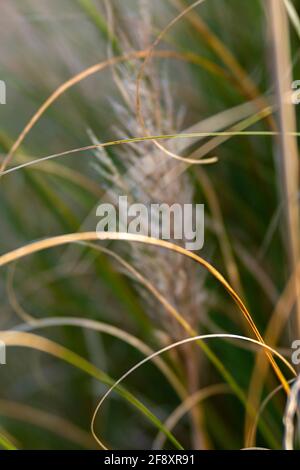 WA19372-00...WASHINGTON - herbe de Pampas photographiée avec un Lensbaby Velvet 85. Banque D'Images