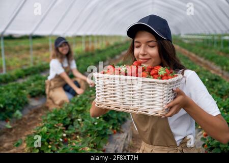 Vue de face des femmes qui s'accroupissent cueillir des fraises en serre. Les adorables employés sur le terrain sentent les baies fraîches juste cueillies et sourient. Concept de fruits biologiques. Banque D'Images