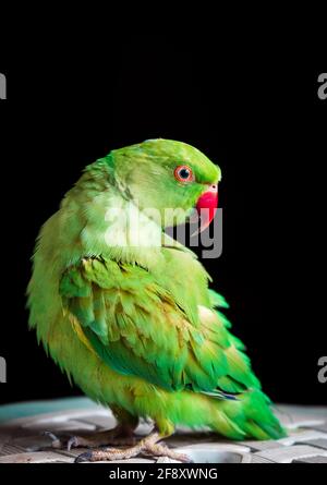 Parakeet femelle à anneaux de rose isolée sur un fond sombre. Banque D'Images