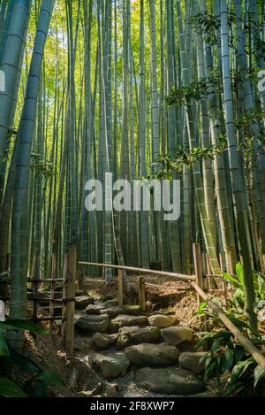 Forêt de bambous avec chemin de pierre à travers le bosquet de bambou vert dans le temple Hokoku-ji, Kamakura, Japon. Connu sous le nom de « temple de bambou ». Banque D'Images