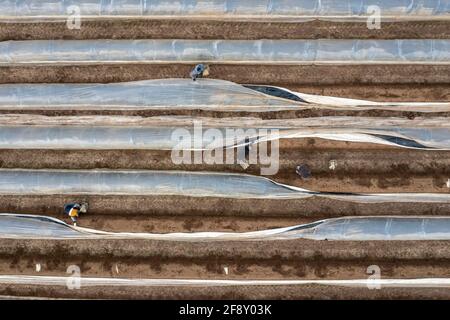 Récolte d'asperges en Rhénanie, des digesteurs d'asperges au travail dans un champ d'asperges recouvert d'une feuille de plastique pour aider les asperges à mieux pousser Banque D'Images