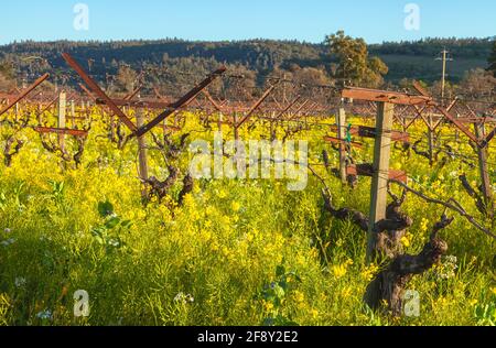 La moutarde de campagne et les vignes fleurissent au début du printemps, Napa Valley, Californie, États-Unis. Banque D'Images