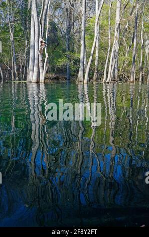 Scène de rivière, arbres avec feuilles émergentes, eau, réflexions, nature, parc national d'Ichetucknee Springs, Floride, fort White, FL, printemps Banque D'Images