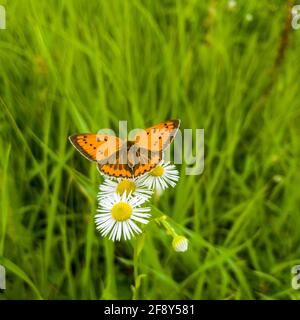 De magnifiques chamomiles et papillons dans la prairie d'été. Banque D'Images