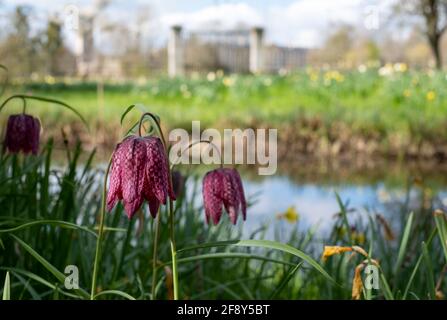 Fleurs frillaires à tête de serpent qui poussent sauvages à Magdalenen Meadow avec Magdelan College à distance, à Oxford, au Royaume-Uni. Les fleurs à carreaux sont rares. Banque D'Images