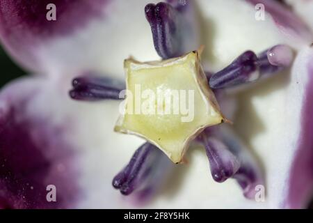 Purple Desert Flower (Sodome's Apple) centre de fleurs macrophotographie dans les Émirats arabes Unis. Mise au point sélective Banque D'Images