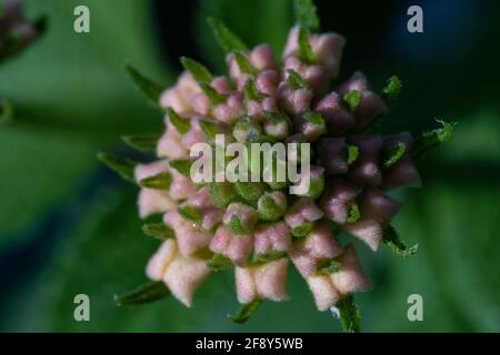 Vue de dessus de la dynamique Lantana camara fleur anneau vue de dessus très gros plan macrophotographie. Fleur tropicale pas de floraison. Banque D'Images