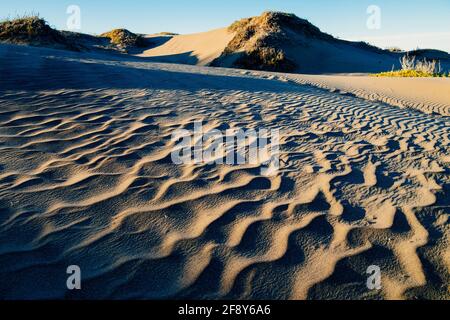 Plage de sable, fort Bragg, Californie, États-Unis Banque D'Images