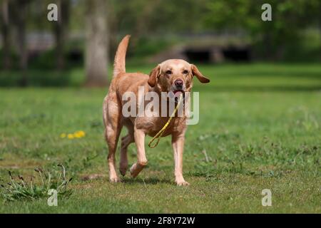 Labrador jaune jouant avec sa balle sur une corde Banque D'Images