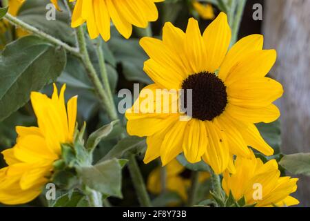 La Marguerite de gebera jaune vif (Gerbera jamesonii) dans un jardin. Aussi appelé Marguerite Barberton, Marguerite Transvaale, et comme Barbertonse madéliefie. Banque D'Images