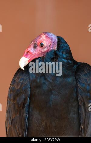 Un vautour de dinde ou un bourdonnon (Cathartes aura) très gros plan montrant la tête rose et le bec blanc avec des plumes noires. Banque D'Images