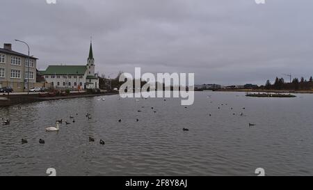 Vue sur le lac Tjörnin dans le centre de Reykjavik avec des canards nageurs et des cygnes et église Fríkirkja par jour nuageux en hiver. Banque D'Images