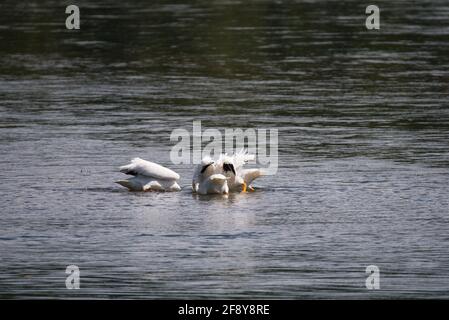 3 pélicans blancs américains qui chassent avec leurs têtes sous l'eau et leurs fonds dans l'air dans la rivière Yellowstone, parc national de Yellowstone, USA55 Banque D'Images