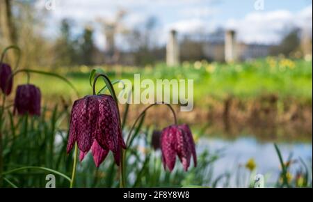 Fleurs frillaires à tête de serpent qui poussent sauvages à Magdalenen Meadow avec Magdelan College à distance, à Oxford, au Royaume-Uni. Les fleurs à carreaux sont rares. Banque D'Images