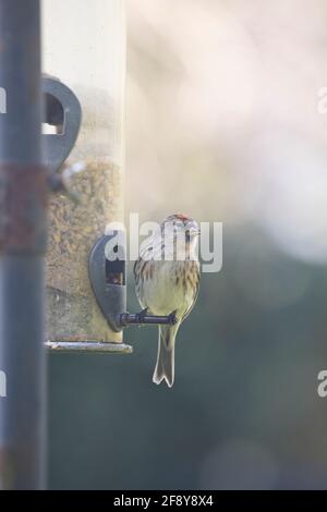 Petit Redpoll (Carduelis flamana) sur un mangeoire à oiseaux de jardin en avril. Northallerton, North Yorkshire, Angleterre, Royaume-Uni Banque D'Images