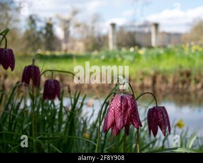 Fleurs frillaires à tête de serpent qui poussent sauvages à Magdalenen Meadow avec Magdelan College à distance, à Oxford, au Royaume-Uni. Les fleurs à carreaux sont rares. Banque D'Images