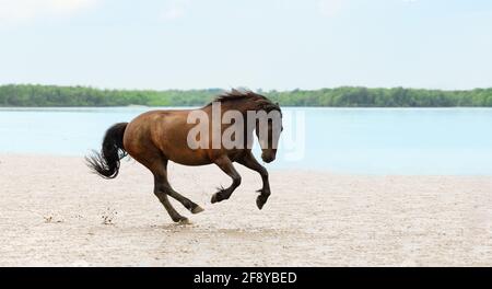 Free Horse est galopant en plein air. Banque D'Images