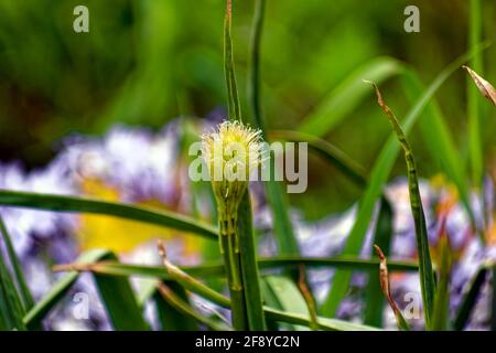 petite fleur au milieu de l'herbe au printemps, dans le jardin Banque D'Images