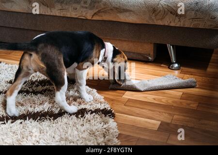 Canapé à chiquer Little Beagle Puppy, mobilier. Comment arrêter le chiot de détruire le mobilier de mastication. Beagle Puppy à la maison. Chien de race Little Beagle à Banque D'Images