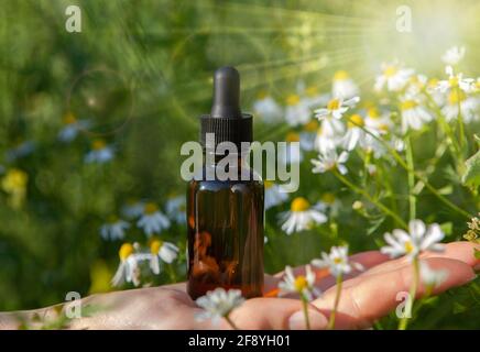 Femelle tenant une bouteille compte-gouttes d'huile essentielle de camomille sur le fond des fleurs. Banque D'Images
