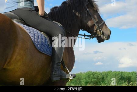 La cycliste est assise dans sa selle avec des rênes libres à l'extérieur, derrière la vue. Femme et son cheval de baie sont en milieu rural, en gros plan. Banque D'Images