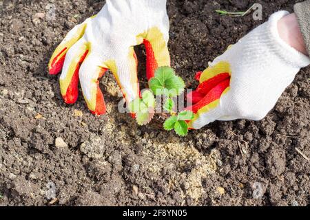 Une femme jardinière plante des fraises dans le sol. Les mains de femmes gantées égouttent une petite plantule de fraise dans la terre humide. Banque D'Images