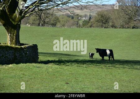 Vache Galloway et veau avec ceinture, Linton, Yorkshire Dales au printemps Banque D'Images